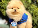Safkan Teddy Face Pomeranian Boo Yavrularımız