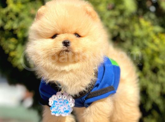 Safkan Teddy Face Pomeranian Boo Yavrularımız