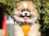 Safkan Teddy Face Pomeranian Boo Yavrularımız