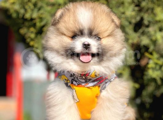 Safkan Teddy Face Pomeranian Boo Yavrularımız görsel