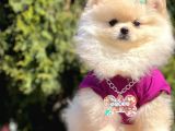 Ayı Surat Teddy Bear Boo Pomeranian Yavrular