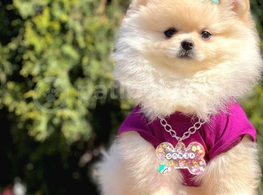 Ayı Surat Teddy Bear Boo Pomeranian Yavrular görsel