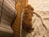 Tatli Mi Tatli Toy Poodle’imiz