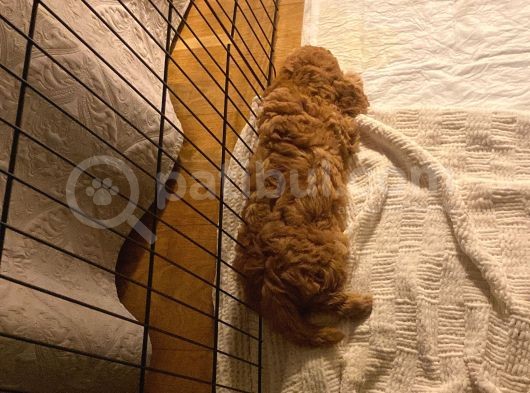 Tatli Mi Tatli Toy Poodle’imiz görsel