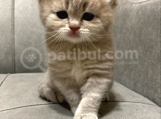 Bri̇ti̇sh Ve Scotti̇sh Yavrularimiz Sütten Kesi̇ldi̇ Yeni̇ Yuvalarini Ariyor