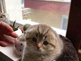Bri̇ti̇sh Ve Scotti̇sh Yavrularimiz Sütten Kesi̇ldi̇ Yeni̇ Yuvalarini Ariyor
