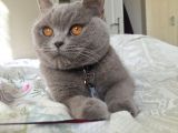 Saf Kan British Shorthair