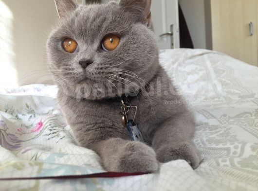 Saf Kan British Shorthair görsel
