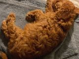 Tatli Mi Tatli Toy Poodle’imiz