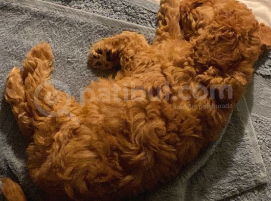 Tatli Mi Tatli Toy Poodle’imiz