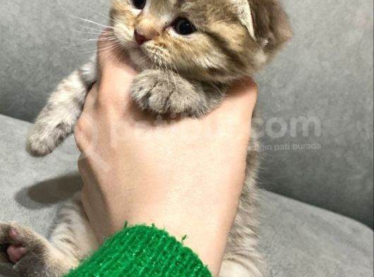 Bri̇ti̇sh Ve Scotti̇sh Yavrularimiz Sütten Kesi̇ldi̇ Yeni̇ Yuvalarini Ariyor görsel