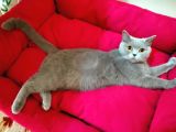 Saf Kan British Shorthair
