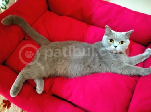 Saf Kan British Shorthair