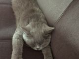 Saf Kan British Shorthair