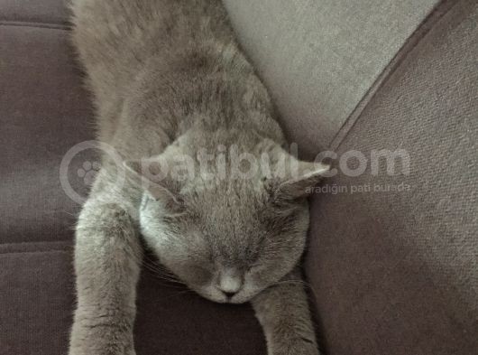 Saf Kan British Shorthair görsel