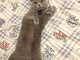 Saf Kan British Shorthair