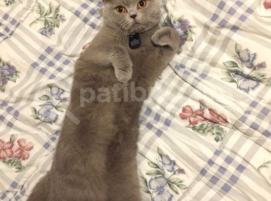 Saf Kan British Shorthair görsel