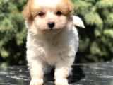 Parti Color Maltipoo Yavrumuz