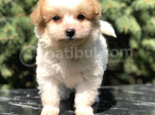 Parti Color Maltipoo Yavrumuz