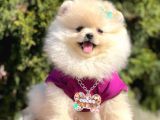 Safkan Teddy Face Pomeranian Boo Yavrularımız