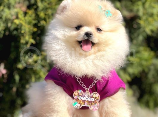 Safkan Teddy Face Pomeranian Boo Yavrularımız görsel