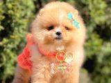 Safkan Teddy Face Pomeranian Boo Yavrularımız