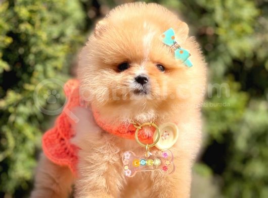 Safkan Teddy Face Pomeranian Boo Yavrularımız görsel