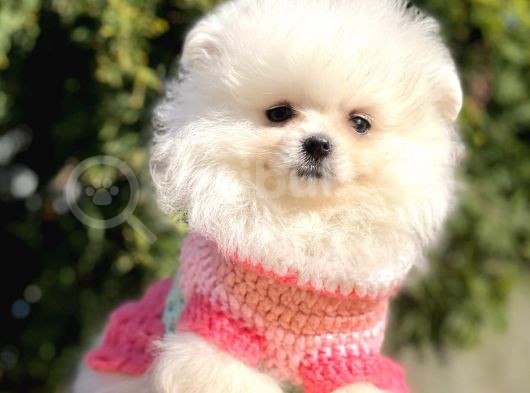 Safkan Teddy Face Pomeranian Boo Yavrularımız görsel