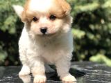 Parti Color Maltipoo Yavrumuz