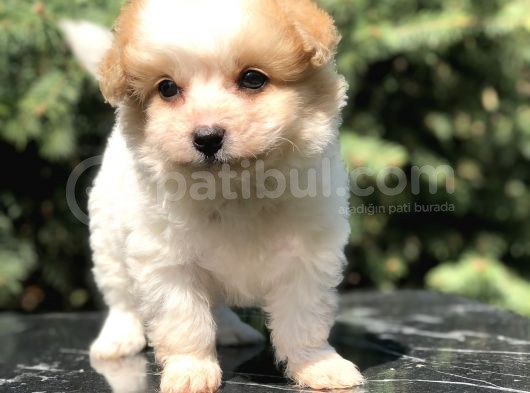 Parti Color Maltipoo Yavrumuz görsel