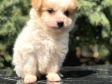 Parti Color Maltipoo Yavrumuz