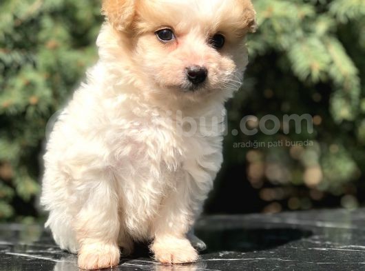 Parti Color Maltipoo Yavrumuz görsel