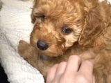 Tatli Mi Tatli Toy Poodle’imiz