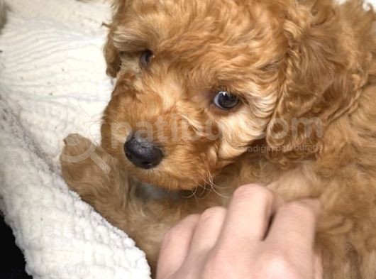 Tatli Mi Tatli Toy Poodle’imiz görsel