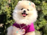 Ayı Surat Teddy Bear Boo Pomeranian Yavrular
