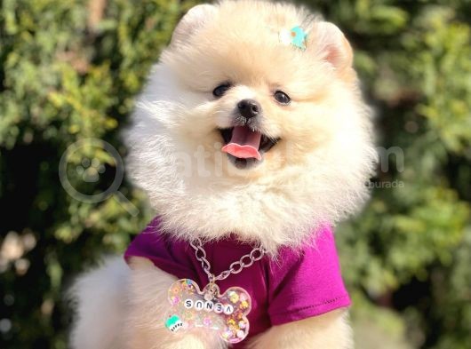 Ayı Surat Teddy Bear Boo Pomeranian Yavrular görsel