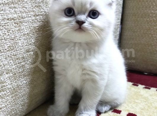 Blue Point Dişiler görsel