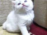 Blue Point Dişiler