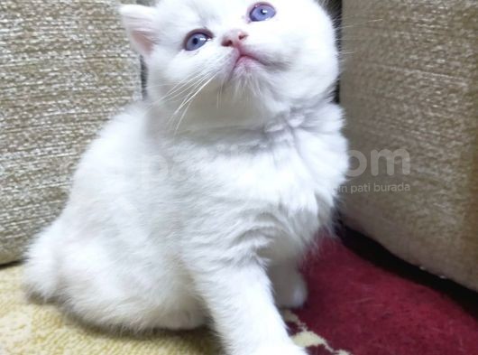 Blue Point Dişiler