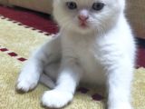 Blue Point Dişiler
