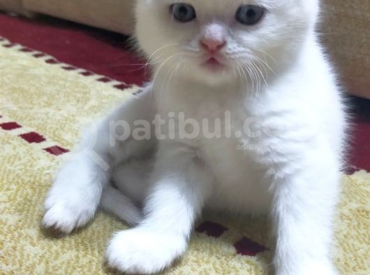 Blue Point Dişiler görsel