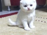 Blue Point Dişiler