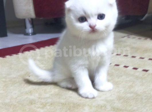 Blue Point Dişiler görsel
