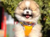 Teddy Bear Wc Eğitimli Pomeranian Boo Yavrular