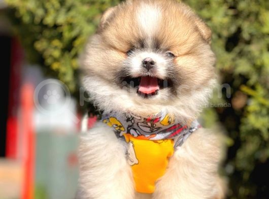 Teddy Bear Wc Eğitimli Pomeranian Boo Yavrular görsel