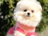 Teddy Bear Wc Eğitimli Pomeranian Boo Yavrular