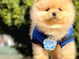 Teddy Bear Wc Eğitimli Pomeranian Boo Yavrular