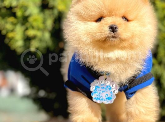 Teddy Bear Wc Eğitimli Pomeranian Boo Yavrular