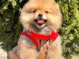 Teddy Bear Wc Eğitimli Pomeranian Boo Yavrular