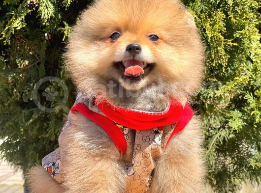 Teddy Bear Wc Eğitimli Pomeranian Boo Yavrular görsel